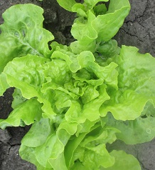 Салат Сочные ломтики Салат Сочные ломтики