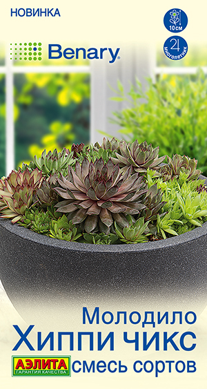 Молодило Хиппи чикс, смесь сортов Молодило Хиппи чикс, смесь сортов