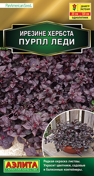 Ирезине Пурпл леди Ирезине Пурпл леди