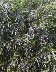 Горчица салатная Фриллис красная Горчица салатная Фриллис красная