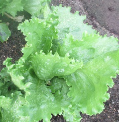 Салат Грейт лейкс 659 Салат Грейт лейкс 659