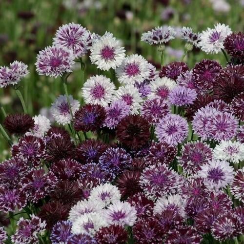 ������� �������� ������� ������