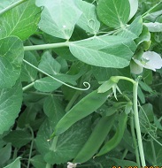 Горох овощной Альфа Горох овощной Альфа