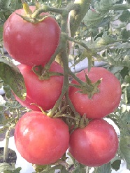 Томат Свадьба в Малиновке F1 Томат Свадьба в Малиновке F1