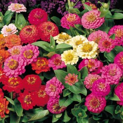 ������ ������� ���������� ����������, ����� ������