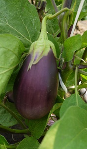 Баклажан Викар Баклажан Викар