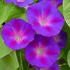 Ипомея пурпурная Феринга Ипомея пурпурная Феринга