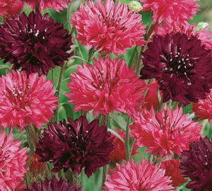 ������� �������� �������� ���, ����������� ����� ������ (����-��������-�������)