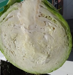 Капуста б/к Авак F1 Капуста б/к Авак F1