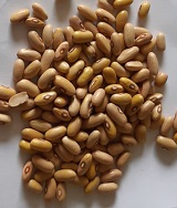 Фасоль овощная Сакса без волокна 615 Фасоль овощная Сакса без волокна 615