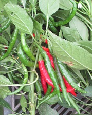 Перец острый Язык дракона Перец острый Язык дракона