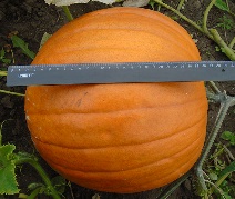 Тыква крупноплодная Коннектикут филд Тыква крупноплодная Коннектикут филд