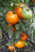 Томат Хурма Томат Хурма