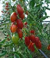 Томат Чико 3 Томат Чико 3