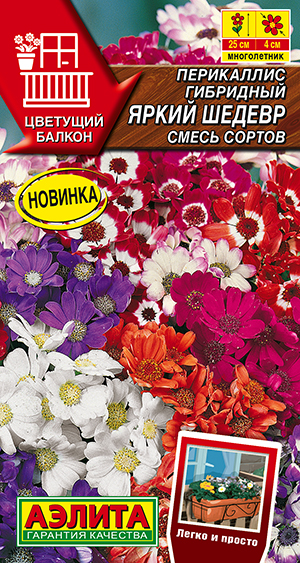 Перикаллис Яркий шедевр, смесь сортов Перикаллис Яркий шедевр, смесь сортов