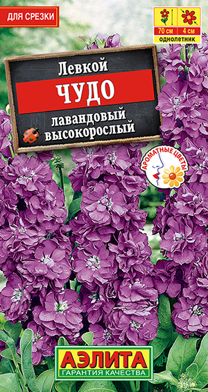 Левкой высокорослый Чудо лавандовый Левкой высокорослый Чудо лавандовый