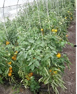 Томат В десятку Томат В десятку