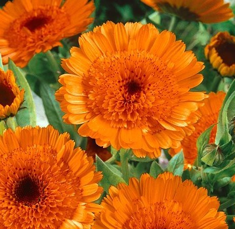 Календула Каблуна оранжевая махровая Календула Каблуна оранжевая махровая