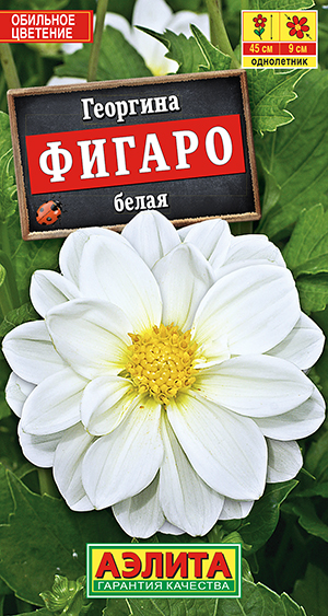 Георгина Фигаро махровая белая Георгина Фигаро махровая белая