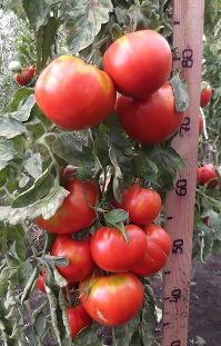 Томат Большой пир Томат Большой пир