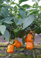 Перец сладкий Этюда Перец сладкий Этюда