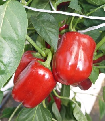 Перец сладкий Иоло Вондер Перец сладкий Иоло Вондер