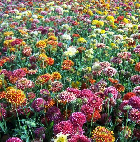 ��������� �������� ���������� ��������, ����� ������