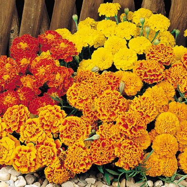 �������� ������ �����������, ����� ������