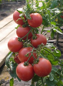 Томат Дар Заволжья розовый Томат Дар Заволжья розовый