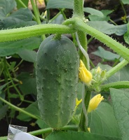 Огурец Соловей F1 Огурец Соловей F1