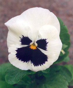 ����� �������� ����������� ������� ������������ (����� � �������)