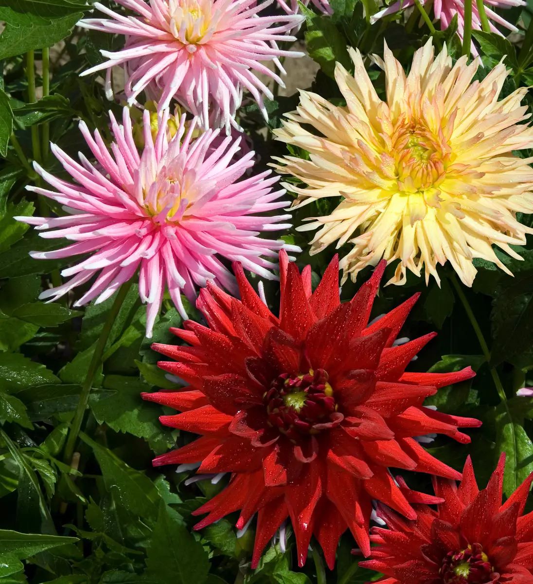 Георгина изменчивая Кактусовидная полумахровая, смесь сортов Георгина изменчивая Кактусовидная полумахровая, смесь сортов