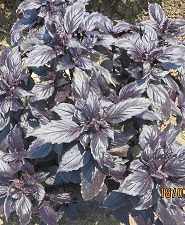 Базилик овощной Гранат Базилик овощной Гранат