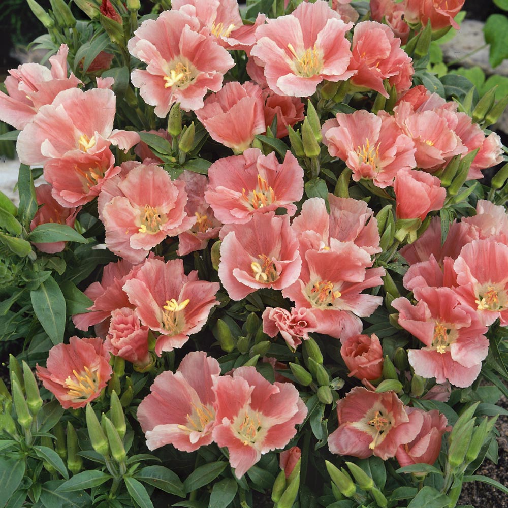 ������� ��������������� ����� ������ ��������