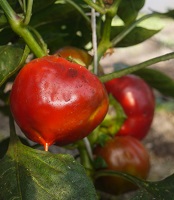 Перец сладкий Красный бант Перец сладкий Красный бант