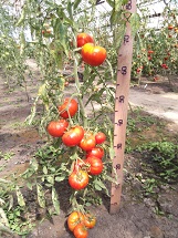 Томат Делишес Томат Делишес