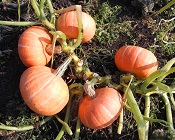 Тыква крупноплодная Улыбка Тыква крупноплодная Улыбка