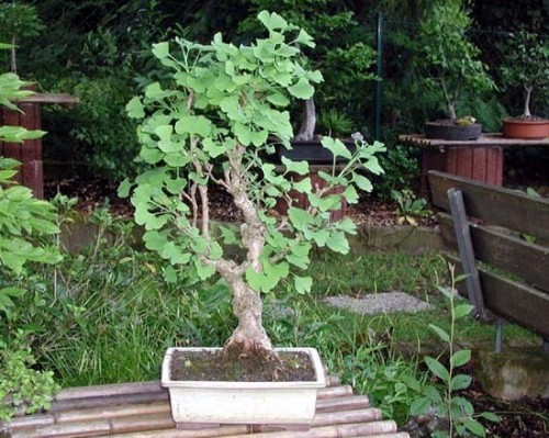 Гинкго билоба Гинкго билоба