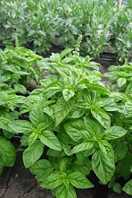 Базилик овощной Гвоздичный Базилик овощной Гвоздичный