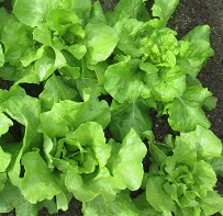 Салат Изумрудный листовой Салат Изумрудный листовой
