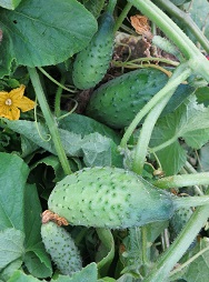 Огурец Родничок F1 Огурец Родничок F1