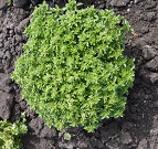 Базилик овощной Компатто Базилик овощной Компатто