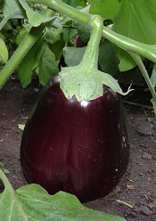 Баклажан Черный красавец Баклажан Черный красавец