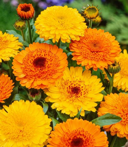 ��������� ������� ��������, ����� ������