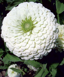 Цинния изящная Полар бир Цинния изящная Полар бир