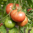 Томат Розовый гигант Томат Розовый гигант