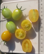 Томат Сладкий физалис Томат Сладкий физалис