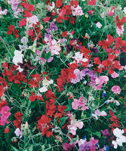 Горошек душистый Королевская семья высокорослый, смесь сортов Горошек душистый Королевская семья высокорослый, смесь сортов