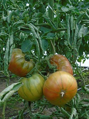 Томат Медная река Томат Медная река