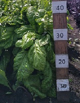 Базилик овощной Наполитано Базилик овощной Наполитано